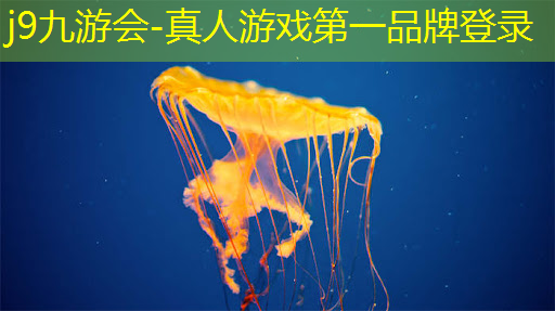 碧蓝档案游戏策划部