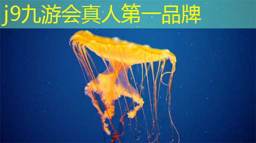 3d于岚老板游戏